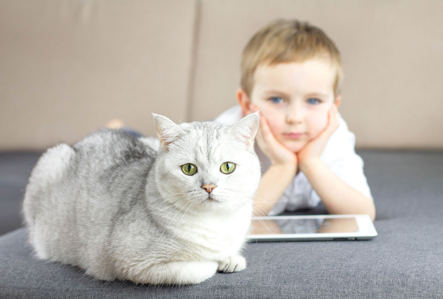 Happy little boy relaxing on the couch with a Scottish silver cat. Child with cat friendship indoors and no allergy to pets concept
