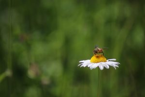 Bee On The Chamomile Flower