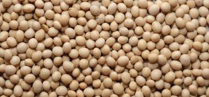 soy allergy