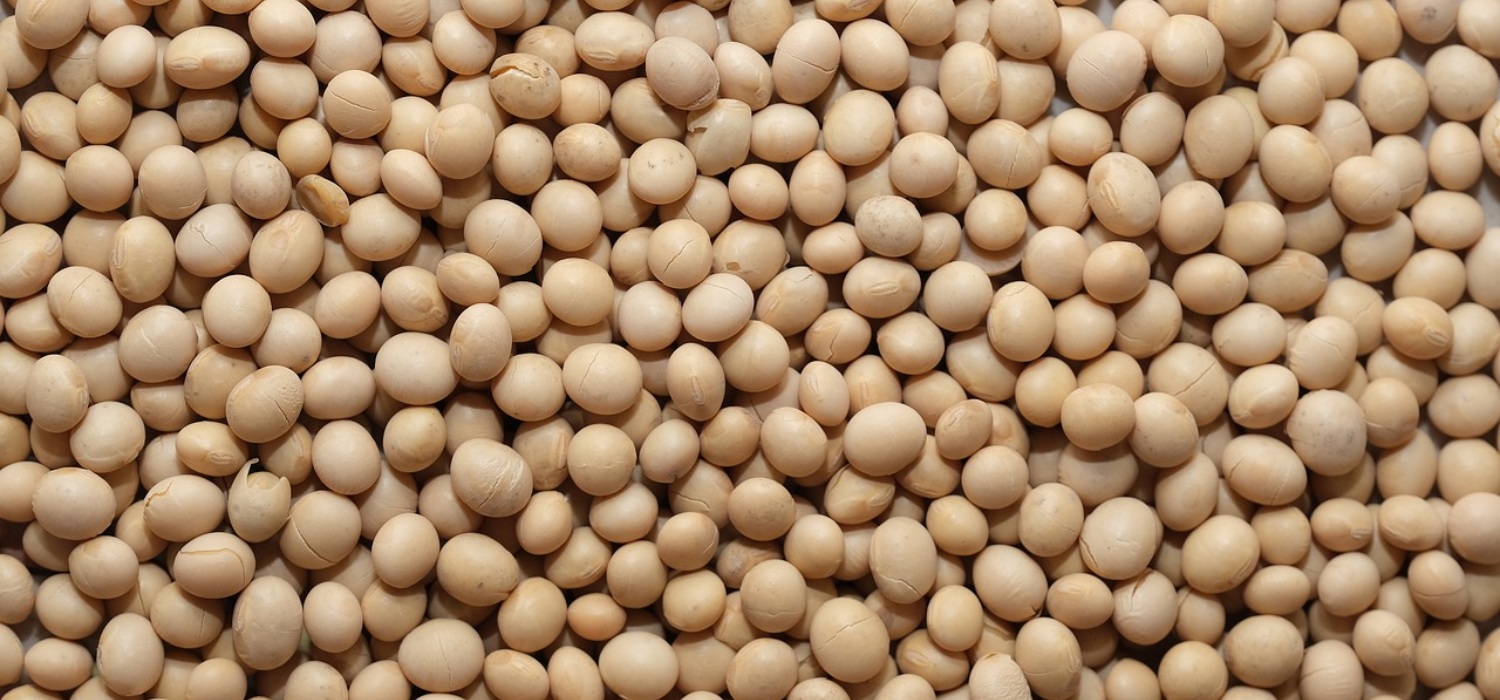 Soy Allergy