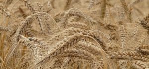 Wheat Allergy