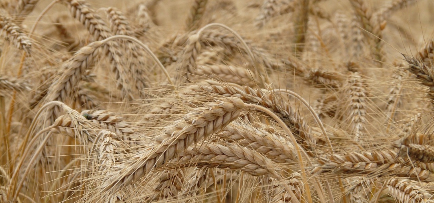 Reactions to Wheat